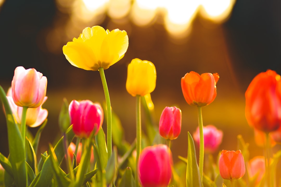 entdecken sie die schönheit der tulpen – farbenfrohe frühlingsblumen, die gärten und sträuße mit ihrem charme verzaubern.