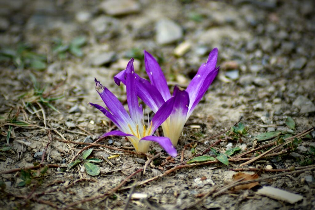 der herbstkrokus ist eine bezaubernde blume, die im herbst blüht und gärten mit lebendigen farben bereichert. entdecken sie alles über pflege, blütezeit und besonderheiten dieser einzigartigen pflanze.