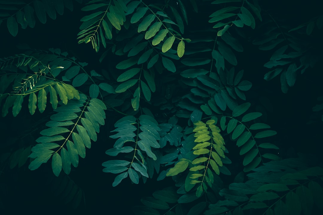 die schwarzakazie (robinia pseudoacacia), auch als black locust bekannt, ist ein schnell wachsender baum, der für sein hartes holz und seine duftenden blüten geschätzt wird.