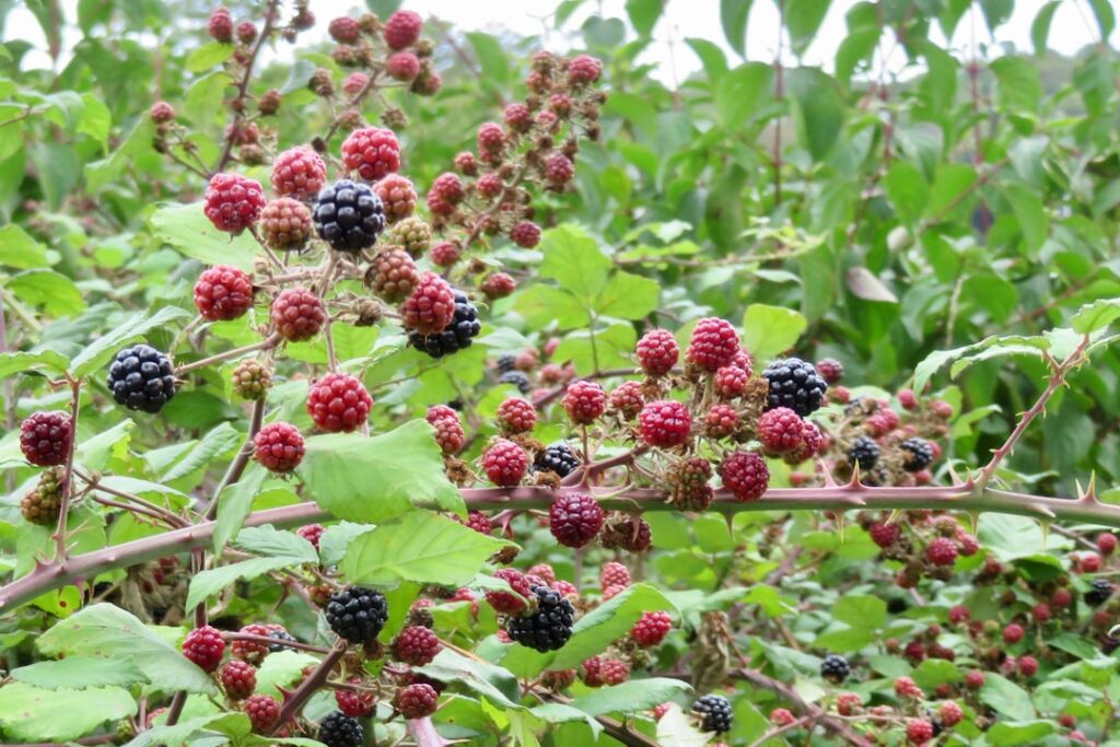 erfahren sie, wie sie brombeeren richtig schneiden, um gesundes wachstum und reiche ernte zu fördern. tipps und techniken zur effektiven brombeerschnittpflege.