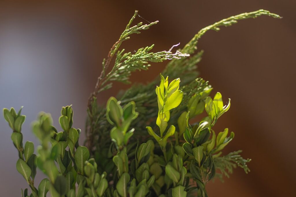 effektive kontrolle des buchsbaumzünslers: tipps und methoden zur bekämpfung des buchsbaumzünsler-schädlings im garten.