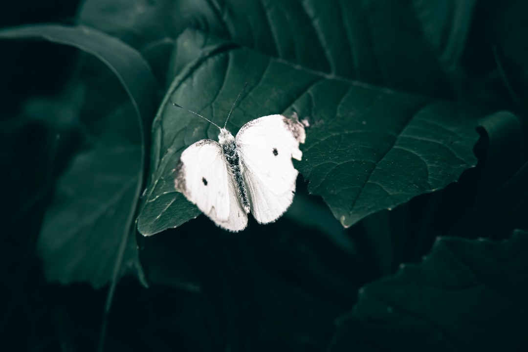 der kohlweißling ist ein häufiger schmetterling, bekannt für seine weißen flügel mit schwarzen flecken und seine vorliebe für kohlpflanzen.