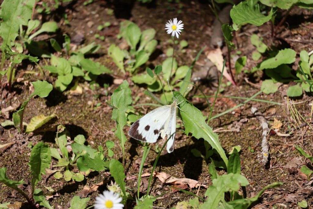 der kohlweißling ist ein schmetterling, der häufig in gärten und auf feldern vorkommt. er ist bekannt für seine weißen flügel mit schwarzen flecken und seine vorliebe für kohlpflanzen.