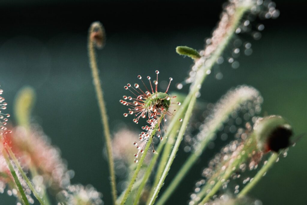 entdecken sie die faszinierende welt der fleischfressenden pflanzen – einzigartige gewächse, die insekten fangen und verdauen, um in nährstoffarmen böden zu überleben.