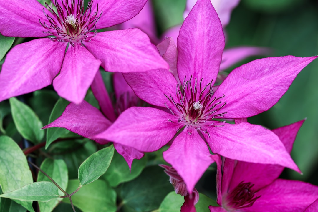 erfahren sie, wie sie clematis richtig schneiden, um gesundes wachstum und reiche blüte zu fördern. praktische tipps für die clematis-pflege und den idealen schnittzeitpunkt.