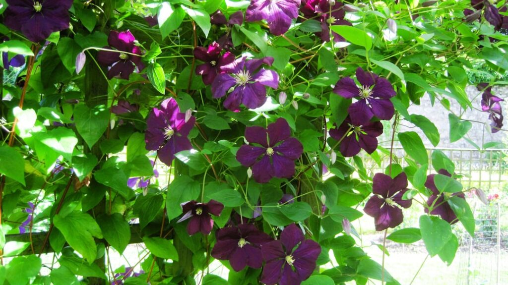 erfahren sie, wie sie clematis richtig schneiden, um gesundes wachstum und reiche blüte zu fördern. tipps zur richtigen schnittzeit und technik.