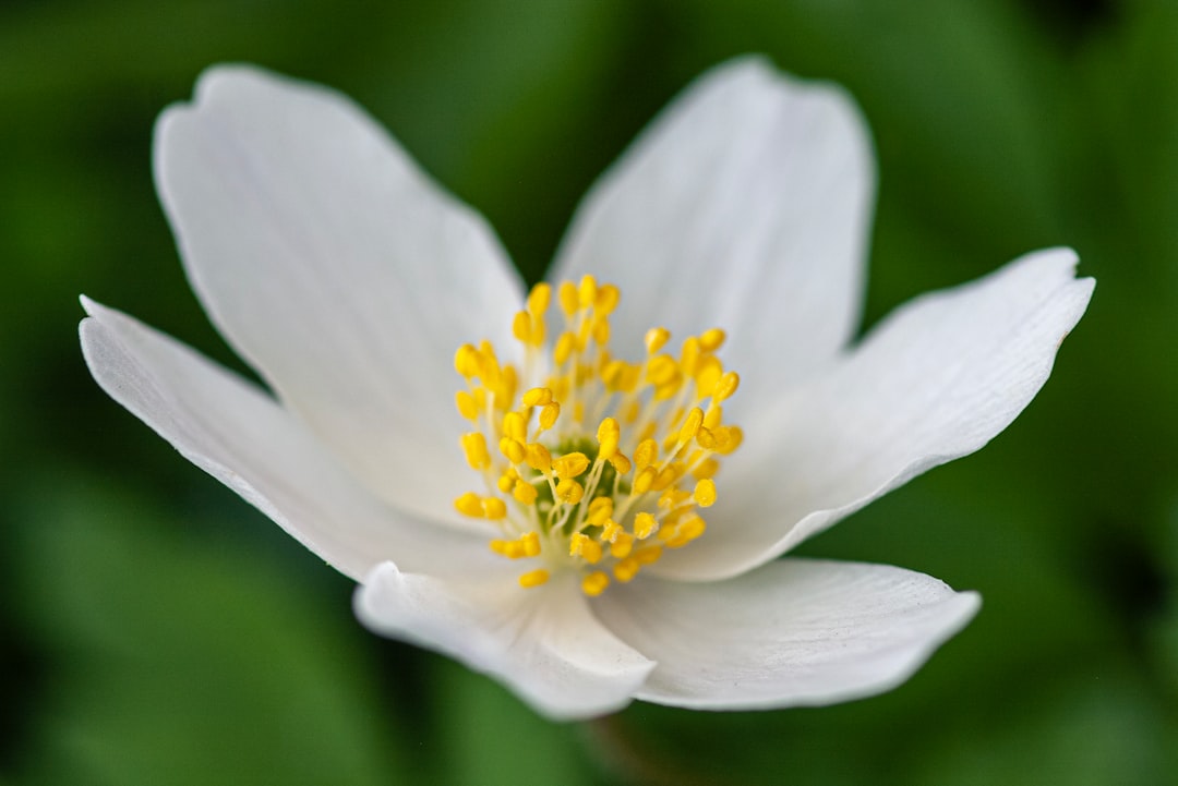 entdecken sie die schönheit der gartenanemonen, langlebige und farbenfrohe blumen, die jedem garten einen bezaubernden charme verleihen.