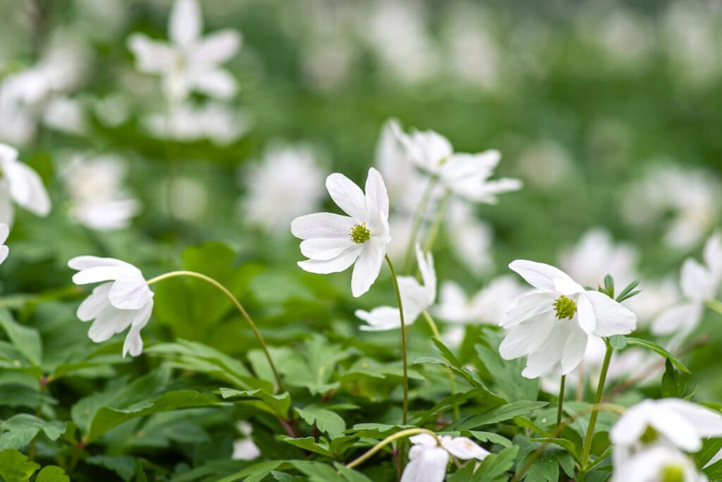 entdecken sie die schönheit der gartenanemonen – farbenfrohe und elegante blumen, die jeden garten verschönern.