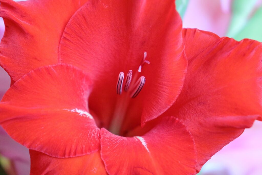 entdecken sie alles über gladiolen: wunderschöne, farbenfrohe blumen, die ihren garten mit eleganz und charme verschönern.