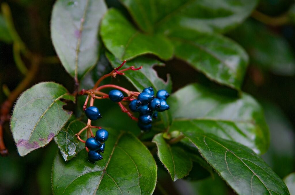 entdecken sie laurustinus: immergrüner strauch mit duftenden blüten, ideal für garten und landschaftsgestaltung.