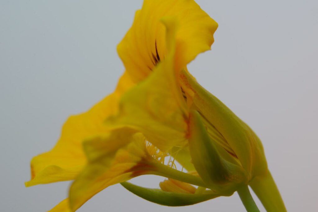 entdecken sie die vielseitige kapuzinerkresse: eine attraktive pflanze mit essbaren blüten, die ihren garten verschönert und gerichte geschmacklich bereichert.