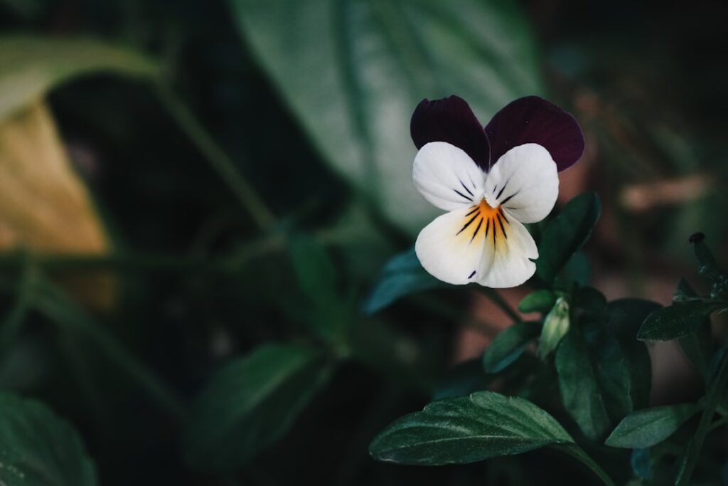 entdecken sie tipps und tricks für die optimale pflege und anpflanzung von stiefmütterchen in ihrem garten. erfahren sie, wie sie ihre blumen prächtig zum blühen bringen.