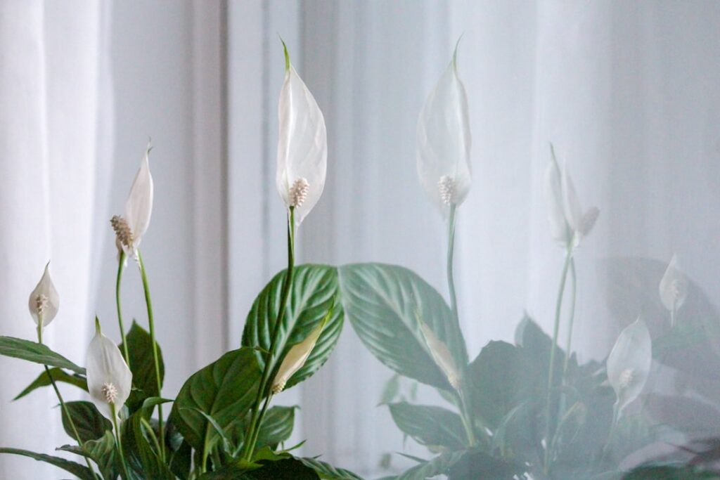die friedenslilie ist eine elegante zimmerpflanze, die mit ihren weißen blüten und luftreinigenden eigenschaften für ein gesundes und stilvolles zuhause sorgt.