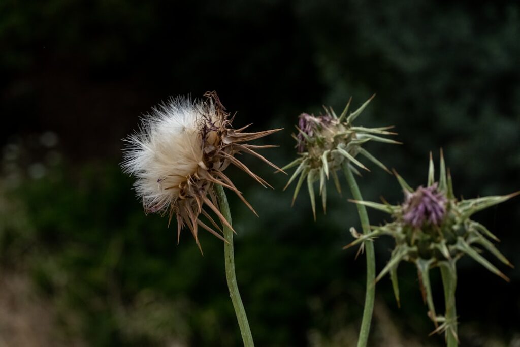 entdecken sie die vielfalt der disteln: robuste pflanzen mit stacheligen blättern und oft leuchtenden blüten, die in vielen landschaften und gärten wachsen.