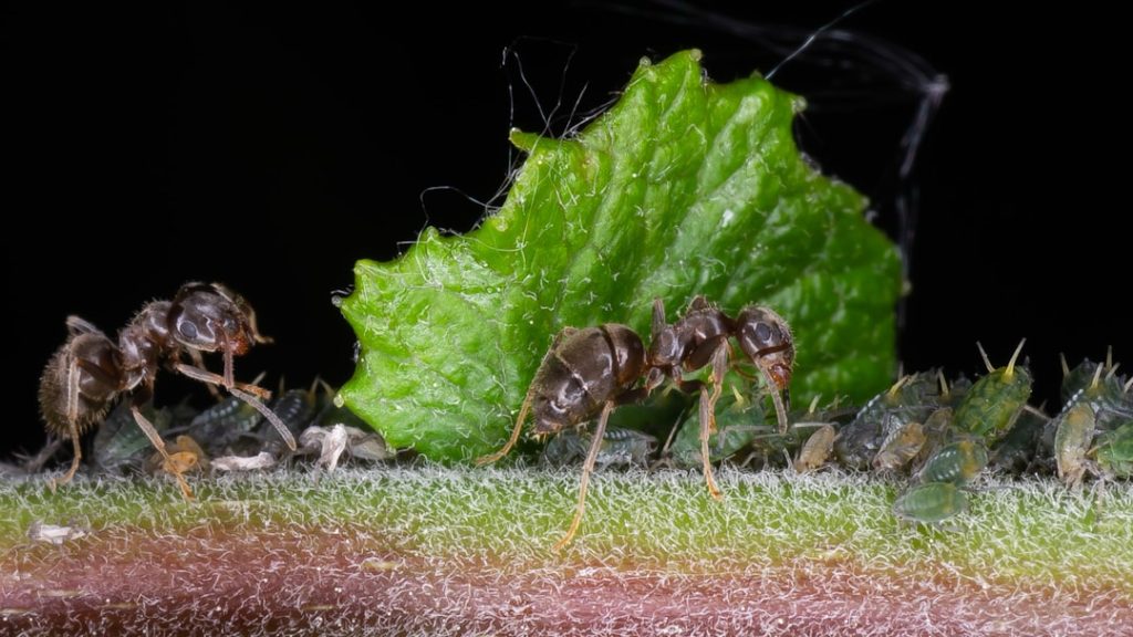 erfahren sie alles über blattläuse: erkennung, bekämpfung und prävention dieser häufigen pflanzenschädlinge, die ihre pflanzen befallen können.