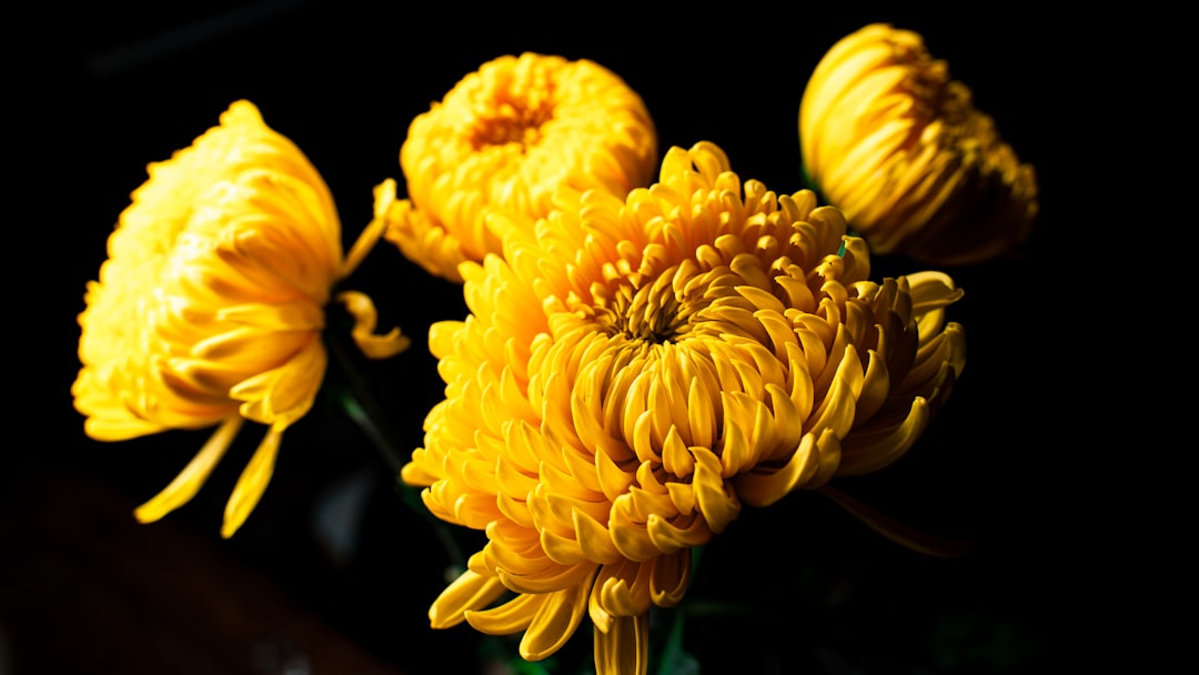 erfahren sie, wie sie chrysanthemen richtig pflegen, einschließlich tipps zu bewässerung, lichtverhältnissen und düngung für gesunde, blühende pflanzen.