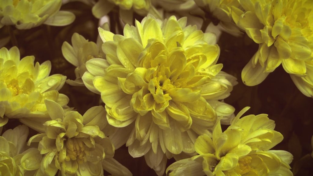 pflege von chrysanthemen: erfahren sie, wie sie chrysanthemen richtig gießen, düngen und schneiden, um gesunde und schöne blumen zu fördern.