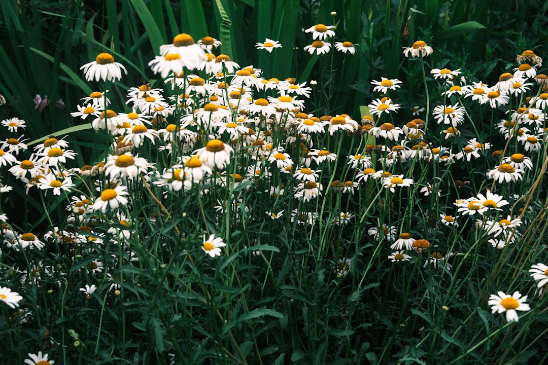 pflege und anbau von gänseblümchen: tipps zur richtigen bewässerung, bodenbeschaffenheit und optimalen lichtverhältnissen für gesunde und blühfreudige pflanzen.