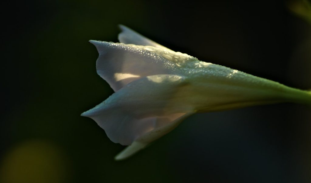 entdecken sie dipladenia, eine wunderschöne, exotische kletterpflanze mit leuchtenden blüten, ideal für garten und balkon. pflegeleicht und robust.