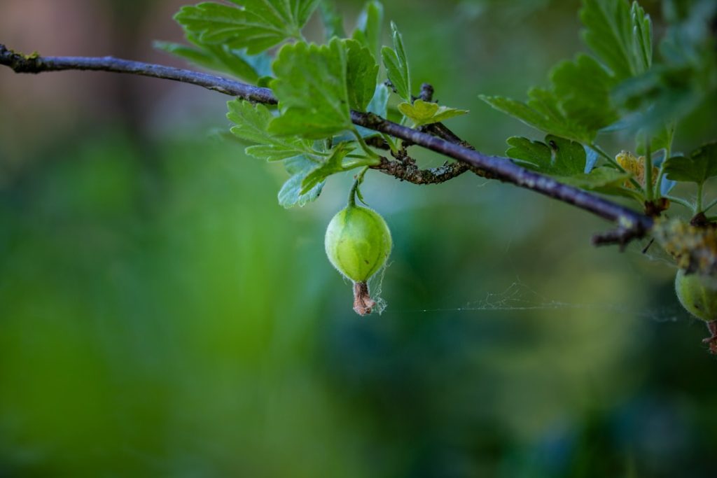 entdecken sie alles wissenswerte über stachelbeeren: anbau, sorten, verwendung und gesundheitliche vorteile.