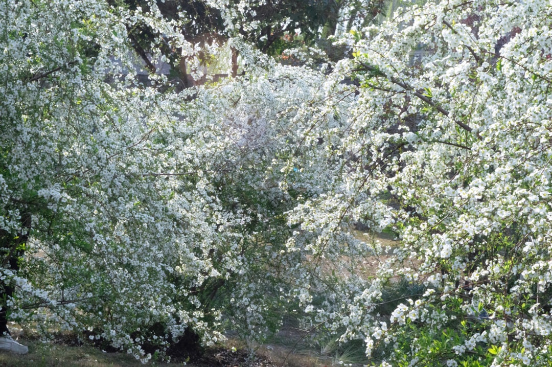 erfahren sie, wie sie hortensien richtig schneiden, um gesundes wachstum und üppige blüten zu fördern. praktische tipps zur hortensien-schnittpflege.