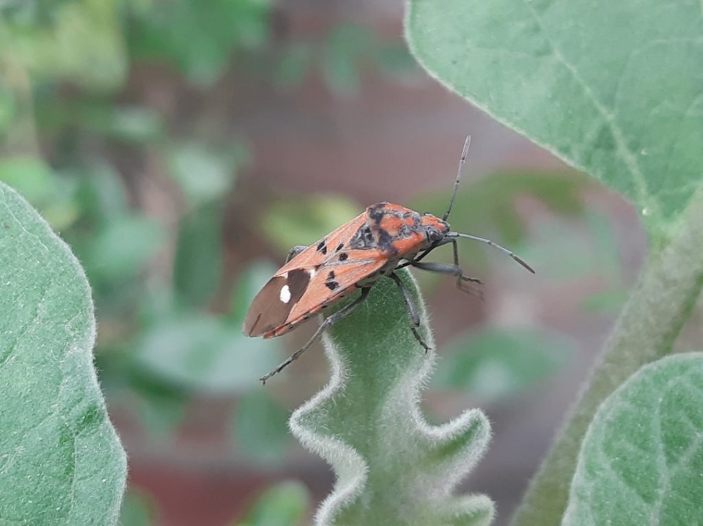 neemöl ist ein natürliches pflanzenöl mit vielseitigen anwendungsmöglichkeiten, besonders im gartenbau zur bekämpfung von schädlingen und zur förderung gesunder pflanzen.