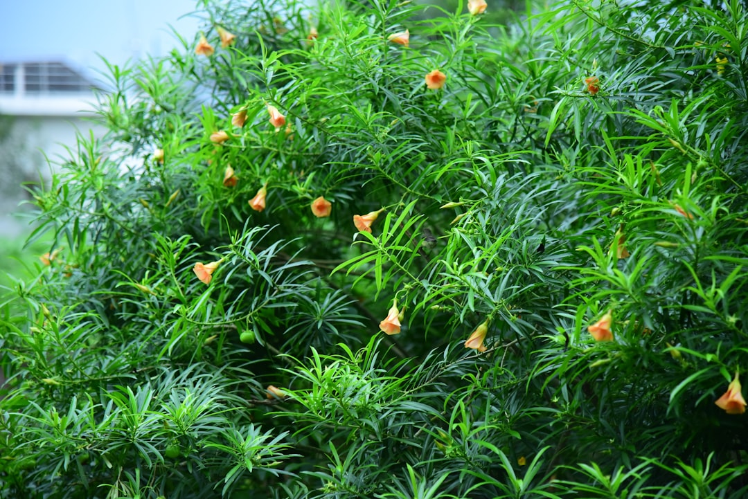 erfahren sie alles über oleander: pflege, standort und wichtige tipps für diese attraktive, immergrüne pflanze, die ihren garten oder balkon verschönert.