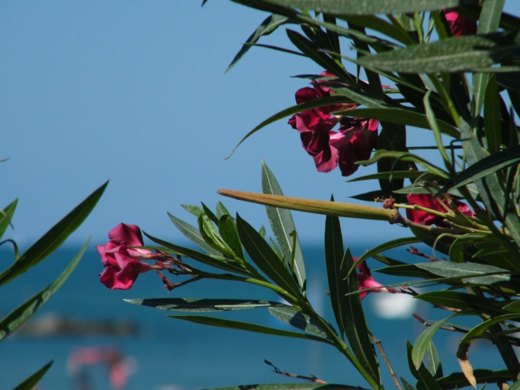 entdecken sie den oleander: eine schöne, immergrüne pflanze mit farbenfrohen blüten, perfekt für gärten und balkone.