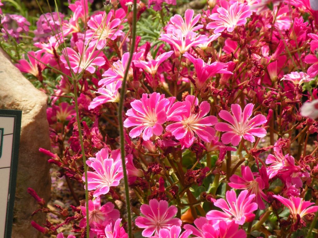 entdecken sie die besten pflanzen für ihren steingarten: pflegeleicht, widerstandsfähig und ideal für sonnige, trockene standorte. verschönern sie ihren garten mit robusten und dekorativen steingartenpflanzen.