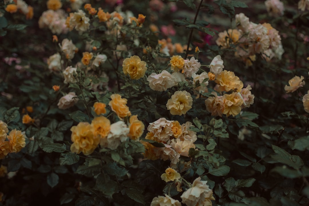 entdecken sie das rosarium – ein bezaubernder rosengarten voller farbenpracht und duft, ideal für blumenliebhaber und naturliebhaber.