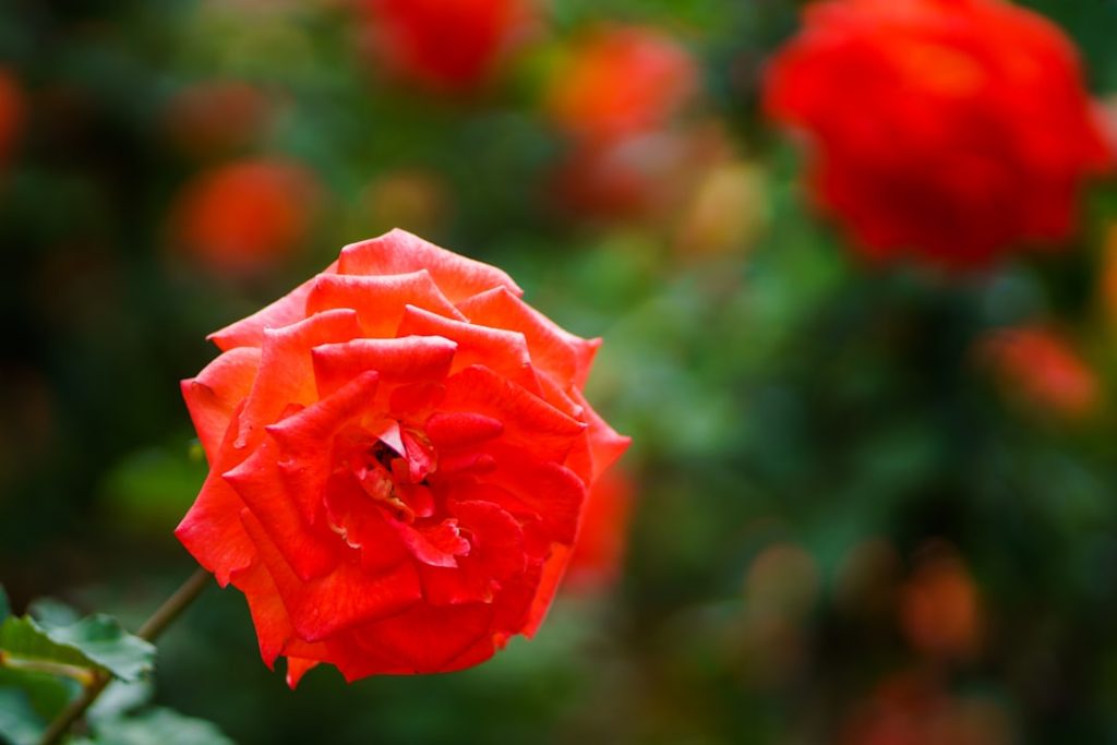 entdecken sie unser wunderschönes rosarium mit einer einzigartigen sammlung von rosenarten. perfekt für naturliebhaber und gartenfreunde.