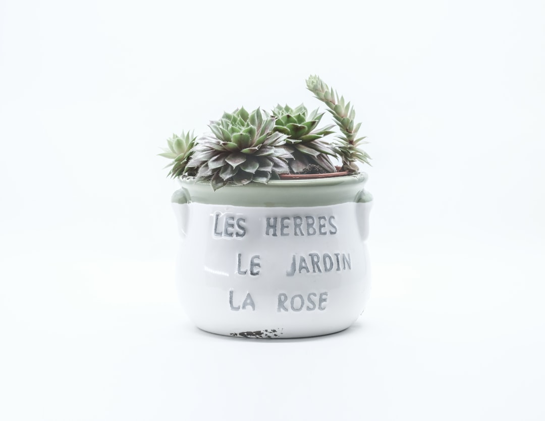 entdecken sie die vielseitigen eigenschaften und pflegehinweise für mauerpfeffer (stonecrop), eine robuste und attraktive sukkulentenpflanze, ideal für garten und balkon.