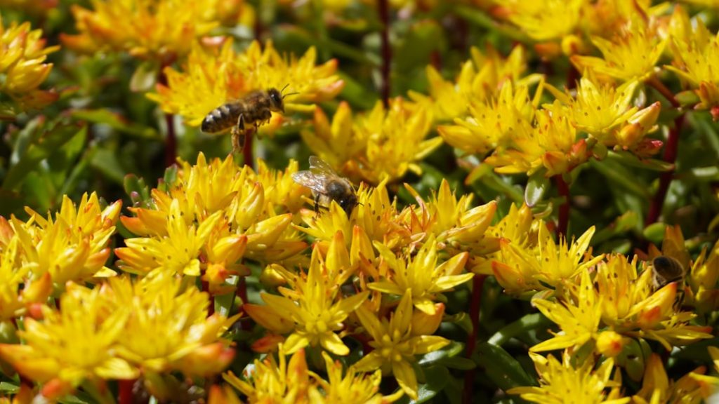 entdecken sie die vielfältige welt der dachwurz (stonecrop) – robuste, pflegeleichte pflanzen, ideal für gärten und begrünungen.