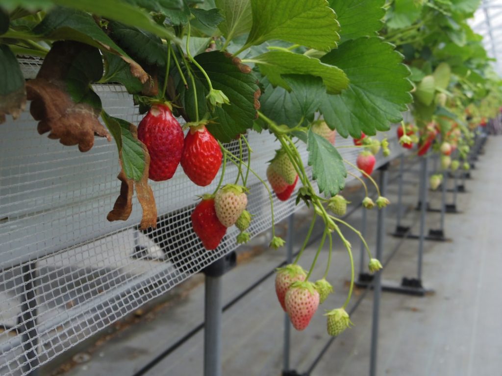 erfahren sie, wie sie erdbeeren erfolgreich pflanzen und pflegen, um eine reiche und leckere ernte zu erzielen. tipps zur auswahl des richtigen standorts, bodenvorbereitung und pflanztechniken.