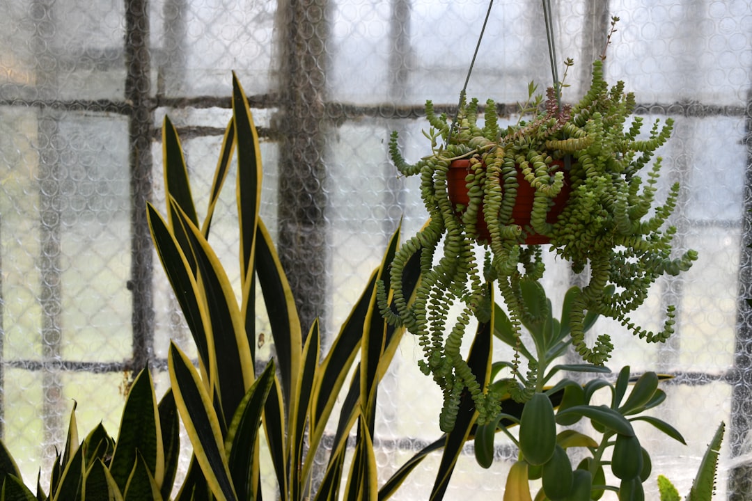 pflegeanleitung für sukkulenten: tipps zur bewässerung, lichtverhältnissen und idealen bedingungen, um ihre sukkulenten gesund und schön zu halten.