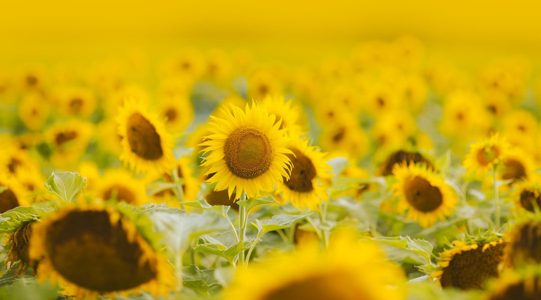 entdecken sie die vielfalt der sommerblumen, die ihren garten mit lebendigen farben und betörenden düften verschönern.