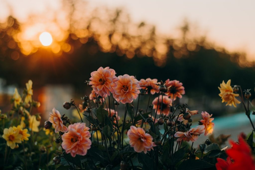 entdecken sie die schönheit der sommerblumen – farbenfrohe und lebendige blüten, die ihren garten und ihr zuhause den ganzen sommer über verschönern.