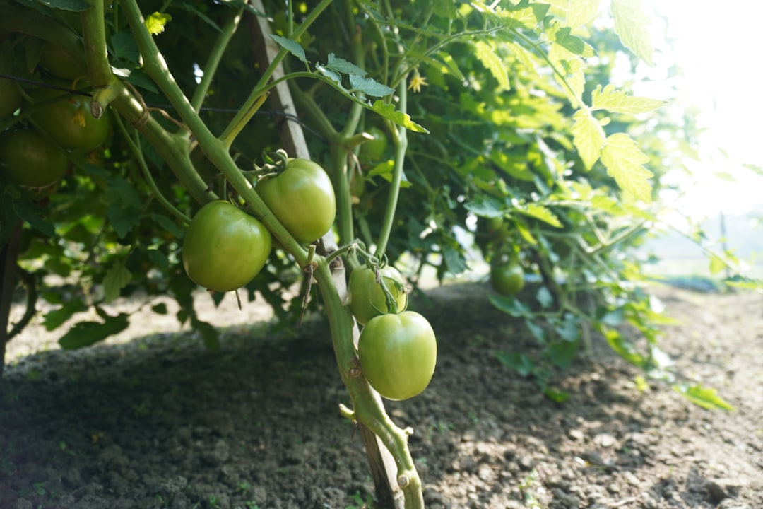 erfahren sie alles über den anbau von tomaten: tipps zur pflanzung, pflege und ernte für gesunde und leckere tomaten in ihrem garten.