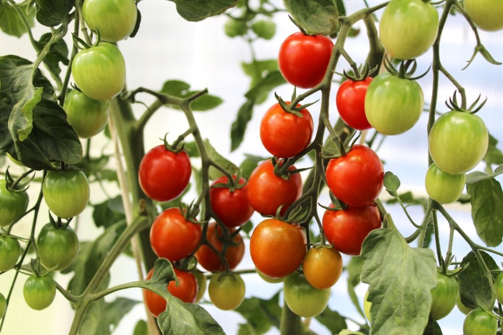 entdecken sie praktische tipps und tricks zum tomatenanbau für gesunde und ertragreiche pflanzen in ihrem garten.