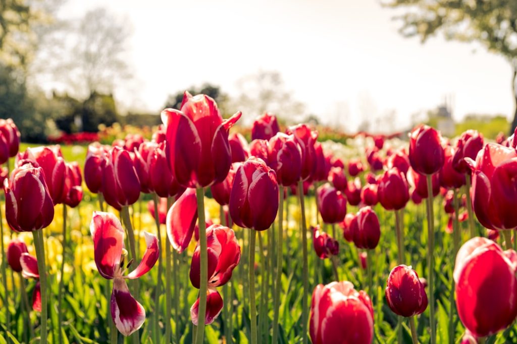 entdecken sie die schönheit der tulpen – lebendige farben und elegante blüten, perfekt für jeden garten und anlass.