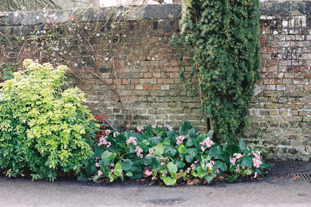 erfahren sie, wie sie begonien richtig pflanzen und pflegen, um wunderschöne und gesunde pflanzen in ihrem garten oder zuhause zu genießen.