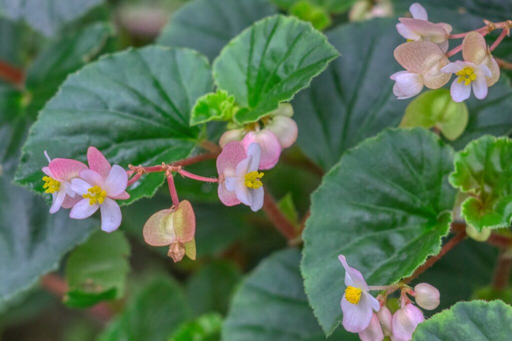 erfahren sie, wie sie begonien richtig pflanzen und pflegen, um wunderschöne und gesunde pflanzen in ihrem garten oder zuhause zu genießen.