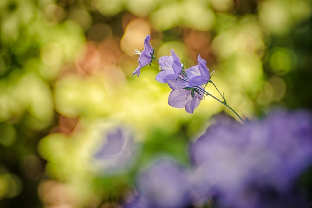 bellflower ist eine bezaubernde blume, die für ihre zarten, glockenförmigen blüten bekannt ist und meist in gärten und natürlichen landschaften wächst.