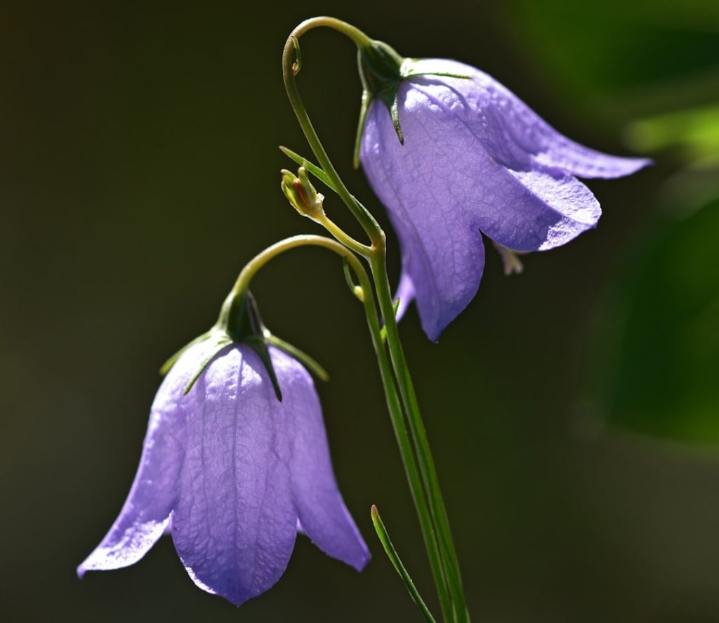 bellflower ist eine bezaubernde pflanze, die für ihre zarten, glockenförmigen blüten bekannt ist und in vielen gärten als dekoratives element beliebt ist.