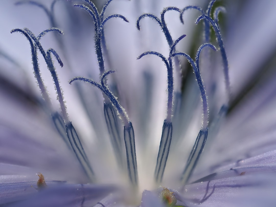 entdecken sie chicorée – ein vielseitiges, gesundes gemüse mit leicht bitterem geschmack, ideal für salate, beilagen und warme gerichte.