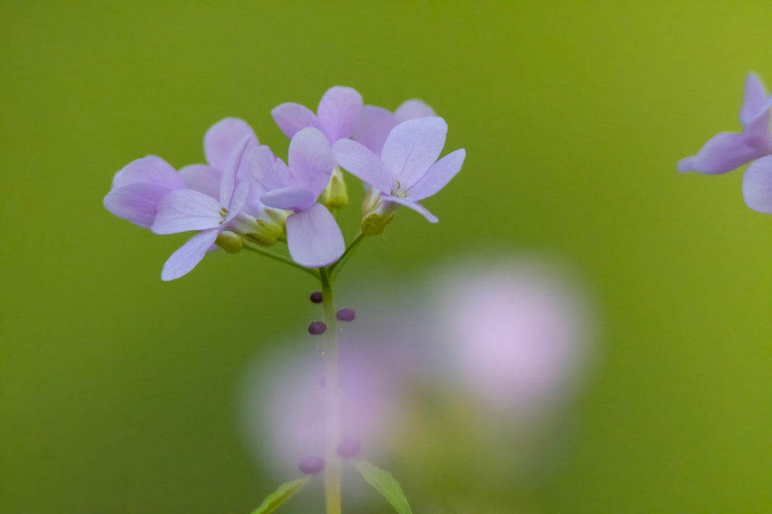 die sumpfdotterblume (cuckooflower) ist eine zarte, violett-pinke wildblume, die typischerweise in feuchten wiesen und entlang von bachufern wächst und für ihre schönheit und ökologische bedeutung geschätzt wird.