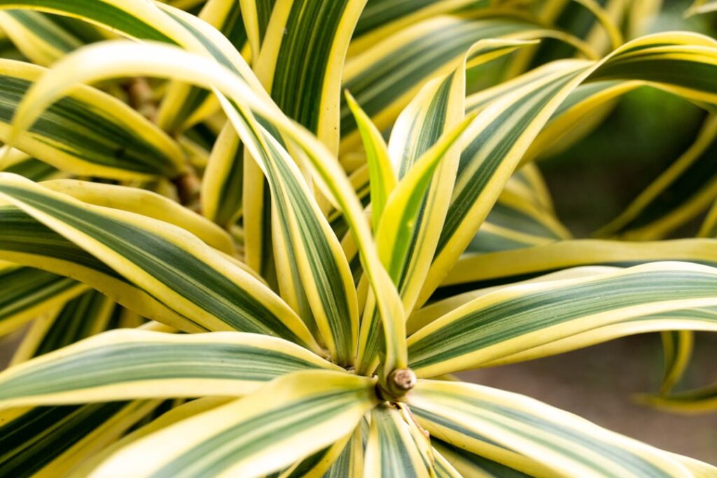 pflegehinweise für dracaena: erfahren sie, wie sie ihre dracaena-pflanze richtig gießen, düngen und pflegen, um ein gesundes wachstum und lange lebensdauer zu gewährleisten.