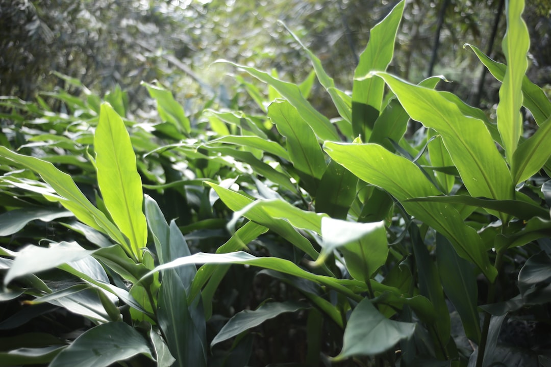 entdecken sie die besten methoden zum anbau von ingwer, von der pflanzung bis zur ernte, um gesunde und hochwertige wurzeln zu erzielen.
