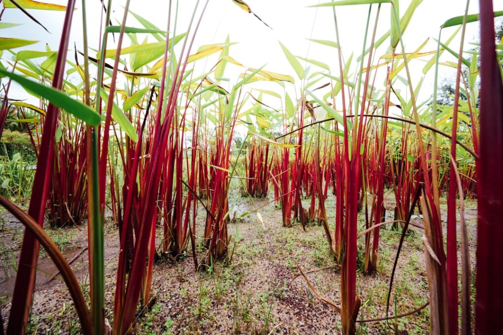 entdecken sie effektive methoden für den anbau von ingwer, einschließlich optimaler bodenbedingungen, pflegehinweise und erntetechniken für gesunde pflanzen und hochwertige ernteerträge.