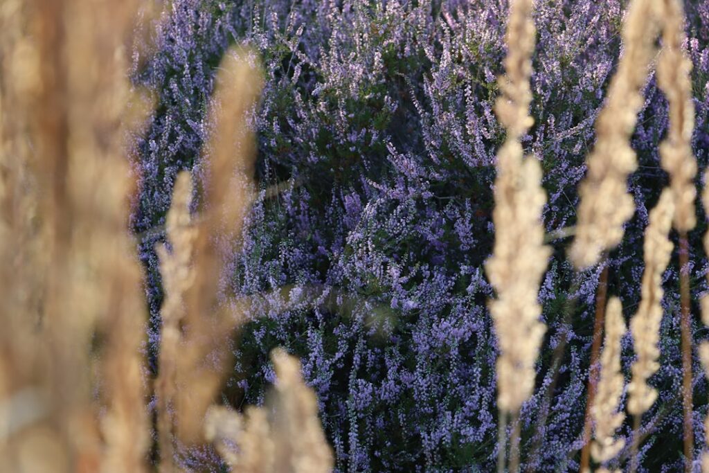 entdecken sie heather bloom, eine faszinierende persönlichkeit mit einzigartigem charme und unverwechselbarem stil.